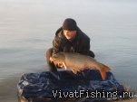 Сибирский сазан