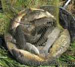 VivatFishing за карпом