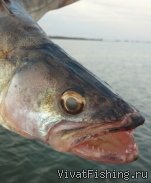 Альпийская Деревня 2014