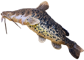 Подушка-рыба «Сом постельный»