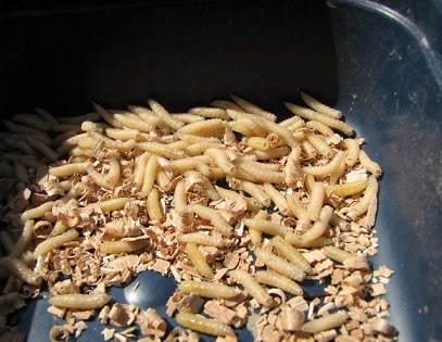 Опарыш – универсальная приманка в домашних условиях