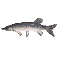 Подушка-рыба «Щука»